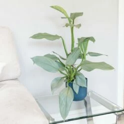 Philodendron 'Silver Queen'