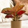 Aglaonema 'Star Orange' -plant store pl2000043247