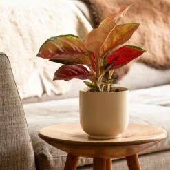 Aglaonema 'Star Orange' 7 Aglaonema 'Star Orange' -plant store pl2000043247 card3 lg