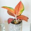 Aglaonema 'Red Star' 1 Aglaonema 'Red Star' -plant store pl2000043248