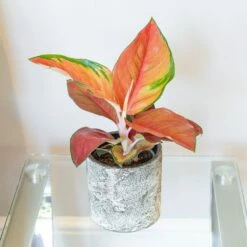 Aglaonema 'Red Star' 7 Aglaonema 'Red Star' -plant store pl2000043248 card3 lg