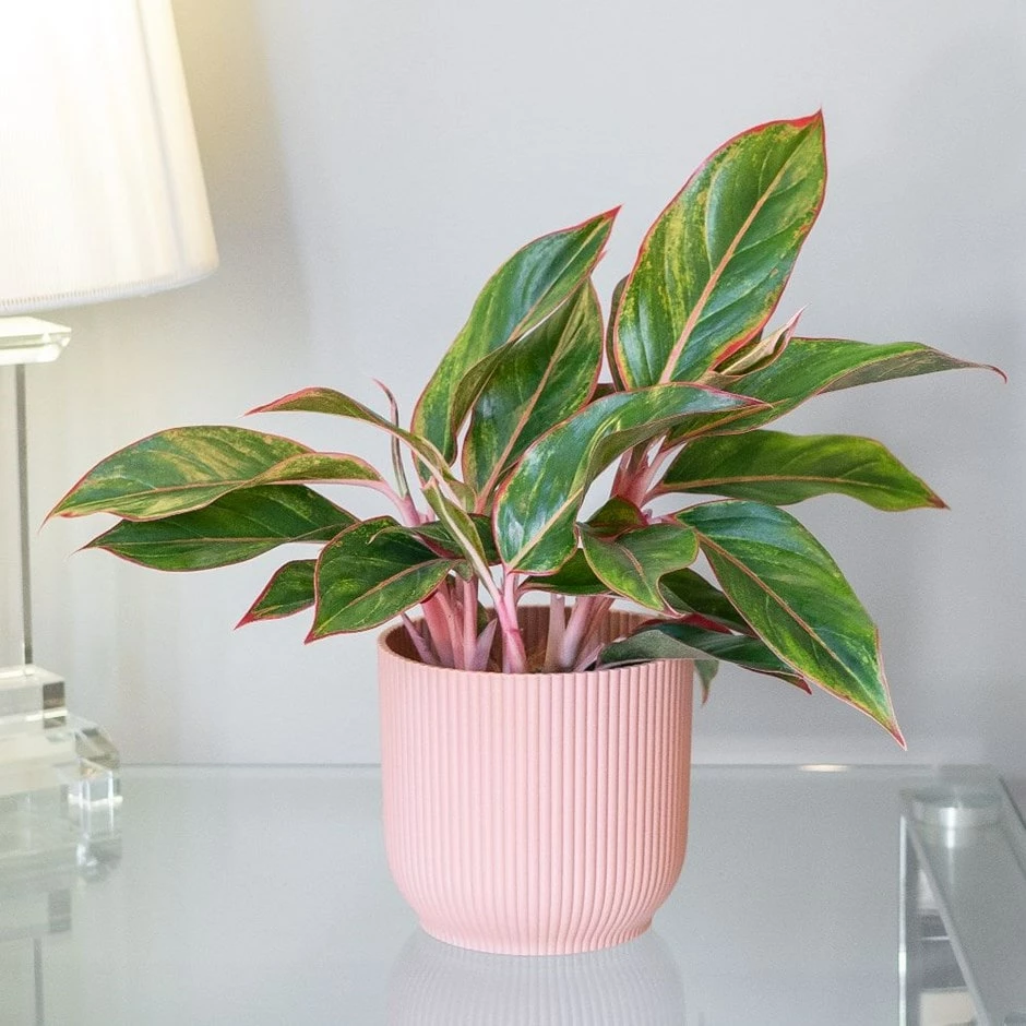 Aglaonema 'Star Light Pink' 3 Aglaonema 'Star Light Pink'
