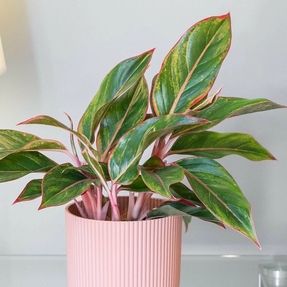 Aglaonema 'Star Light Pink' 5 Aglaonema 'Star Light Pink' - Image 3
