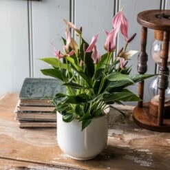 Anthurium 'Champion Lilli'