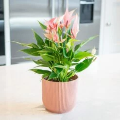 Anthurium 'Champion Lilli' -plant store pl2000043251 card3 lg