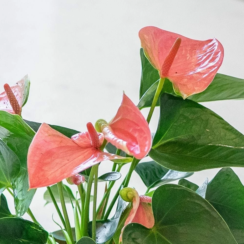 Anthurium Cherry Love Improved ('Ryn2007042') (PBR) 4 Anthurium Cherry Love Improved ('Ryn2007042') (PBR) - Image 2