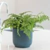 Asplenium 'Parvati' 1 Asplenium 'Parvati' -plant store pl2000043255
