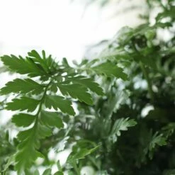 Asplenium 'Parvati' -plant store pl2000043255 card4 lg