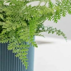 Asplenium 'Parvati' -plant store pl2000043255 card5 lg