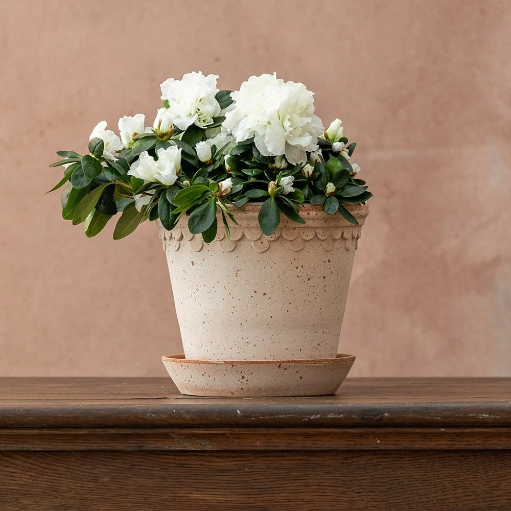 Azalea Flandresse 'White' 4 Azalea Flandresse 'White' - Image 2