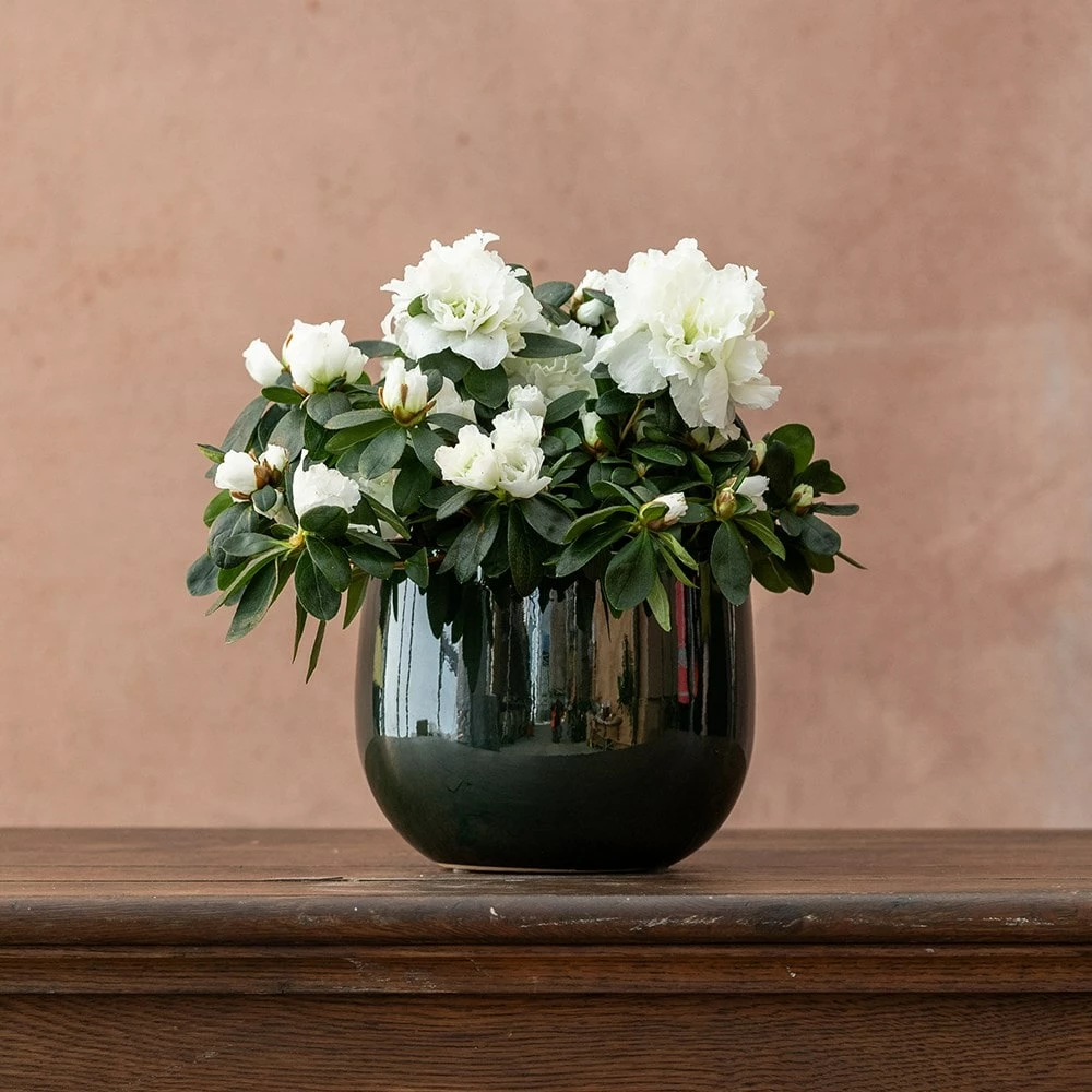 Azalea Flandresse 'White' 5 Azalea Flandresse 'White' - Image 3