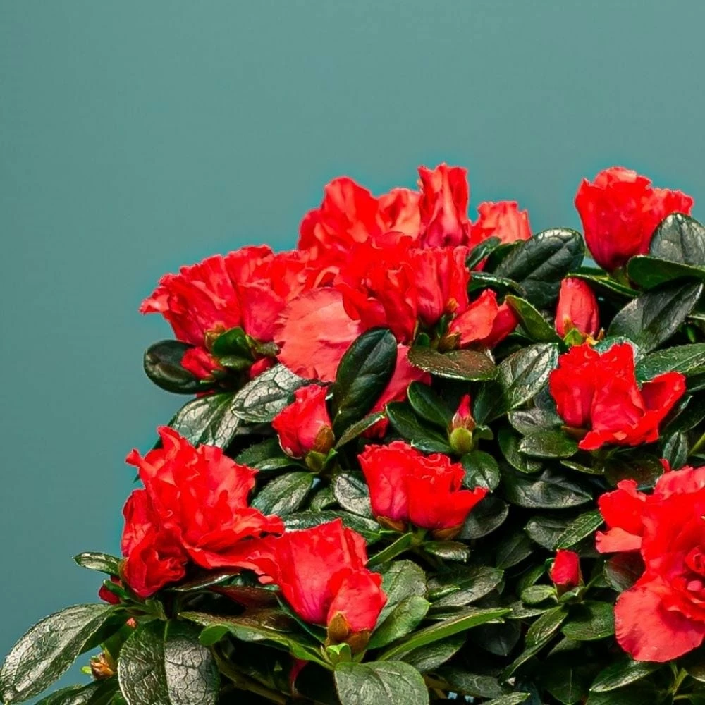 Azalea Flandresse 'Red' 4 Azalea Flandresse 'Red' - Image 2