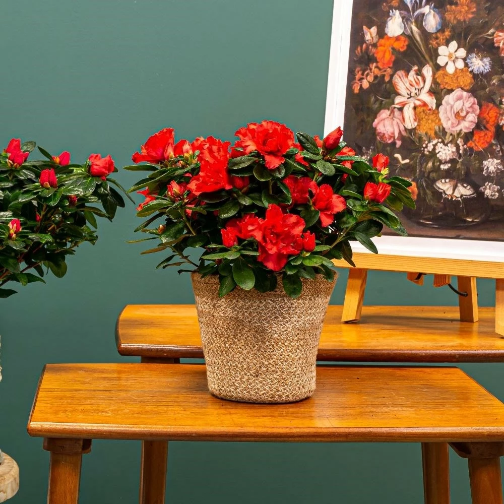 Azalea Flandresse 'Red' 5 Azalea Flandresse 'Red' - Image 3