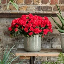 Azalea Flandresse 'Red' 12 Azalea Flandresse 'Red' -plant store pl2000043257 card4 lg