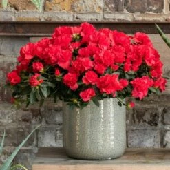 Azalea Flandresse 'Red' 13 Azalea Flandresse 'Red' -plant store pl2000043257 card5 lg