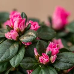 Azalea Flandresse 'Pink' -plant store pl2000043258 card4 lg