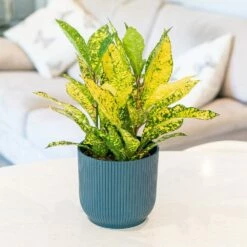 Codiaeum Variegatum Var. Pictum 'Gold Sun' -plant store pl2000043265 card3 lg