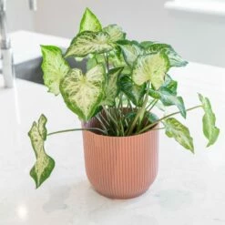 Caladium 'White Delight'