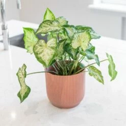 Caladium 'White Delight' 7 Caladium 'White Delight' -plant store pl2000043272 card3 lg