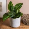 Epipremnum Pinnatum Marble Planet ('PPIEPI003') (PBR) -plant store pl2000043275