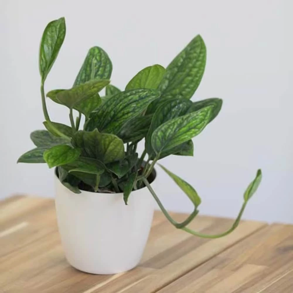 Epipremnum Pinnatum Marble Planet ('PPIEPI003') (PBR) 4 Epipremnum Pinnatum Marble Planet ('PPIEPI003') (PBR) - Image 2