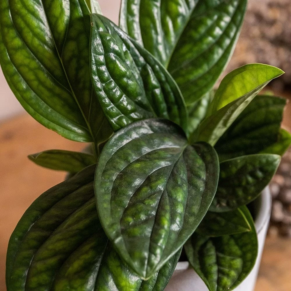 Epipremnum Pinnatum Marble Planet ('PPIEPI003') (PBR) 5 Epipremnum Pinnatum Marble Planet ('PPIEPI003') (PBR) - Image 3