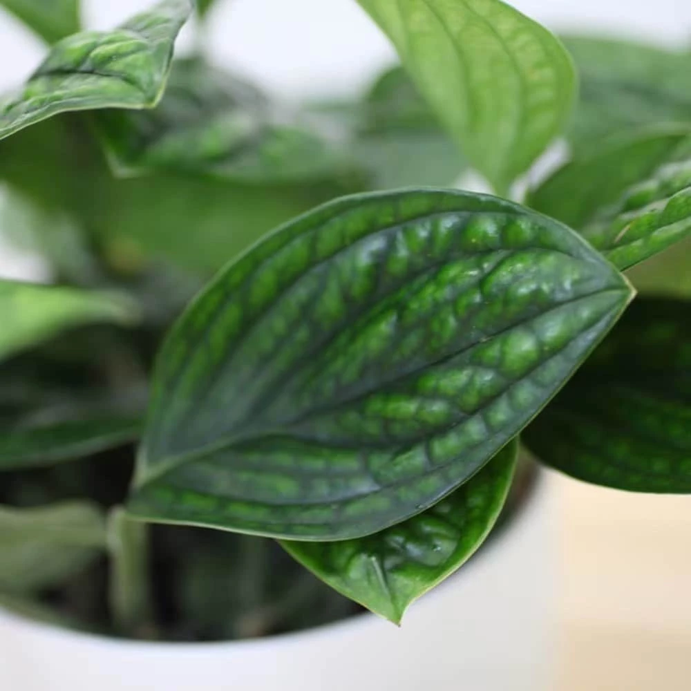 Epipremnum Pinnatum Marble Planet ('PPIEPI003') (PBR) 6 Epipremnum Pinnatum Marble Planet ('PPIEPI003') (PBR) - Image 4