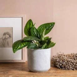 Epipremnum Pinnatum Marble Planet ('PPIEPI003') (PBR) 11 Epipremnum Pinnatum Marble Planet ('PPIEPI003') (PBR) -plant store pl2000043275 card5 lg