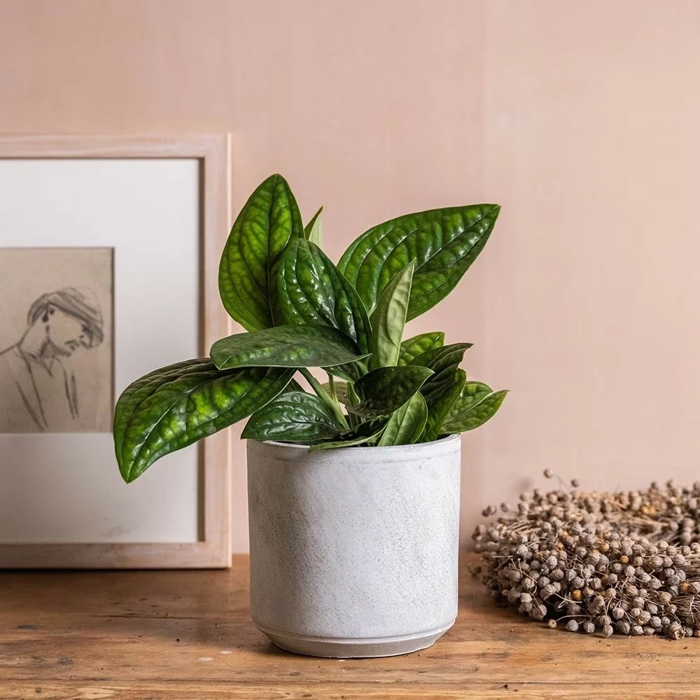 Epipremnum Pinnatum Marble Planet ('PPIEPI003') (PBR) 7 Epipremnum Pinnatum Marble Planet ('PPIEPI003') (PBR) - Image 5