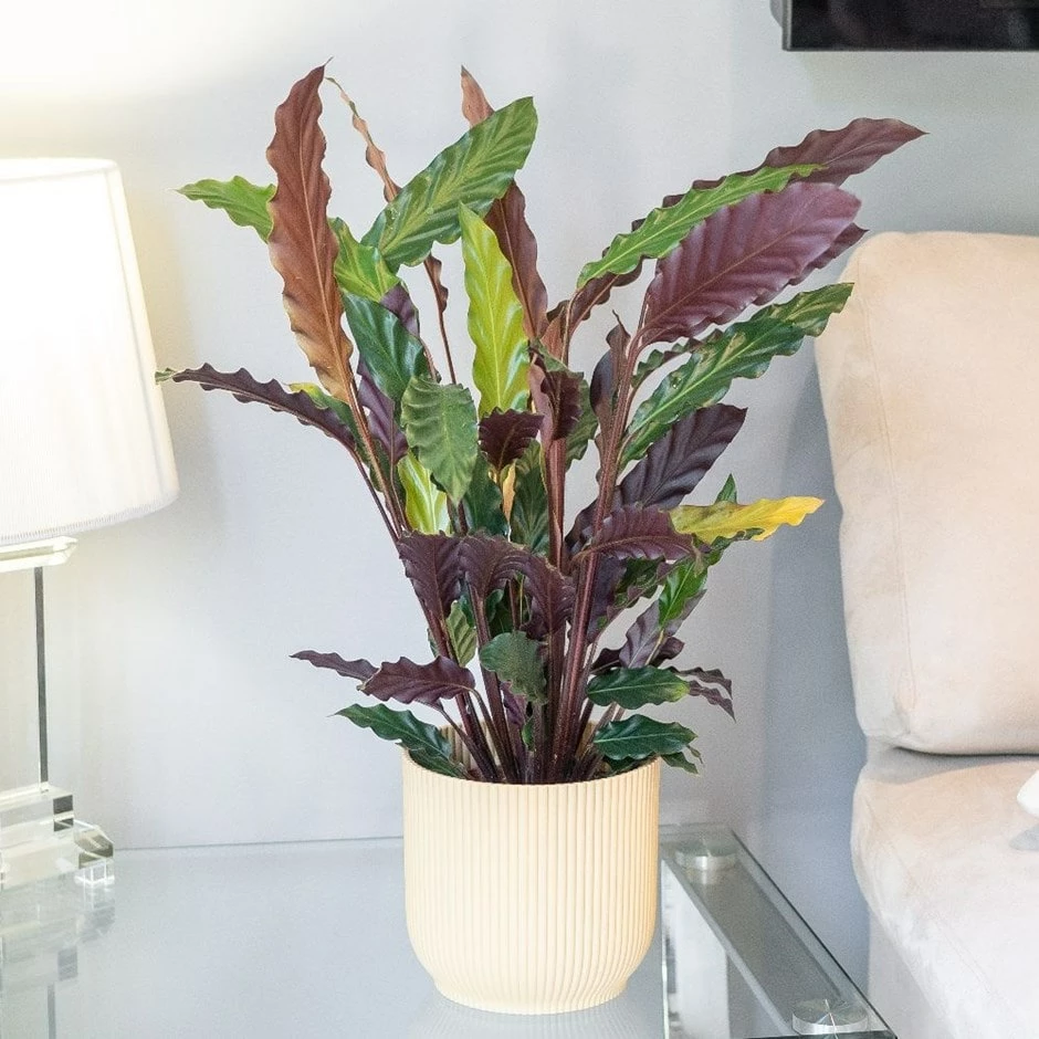 Goeppertia Rufibarba 3 Goeppertia Rufibarba