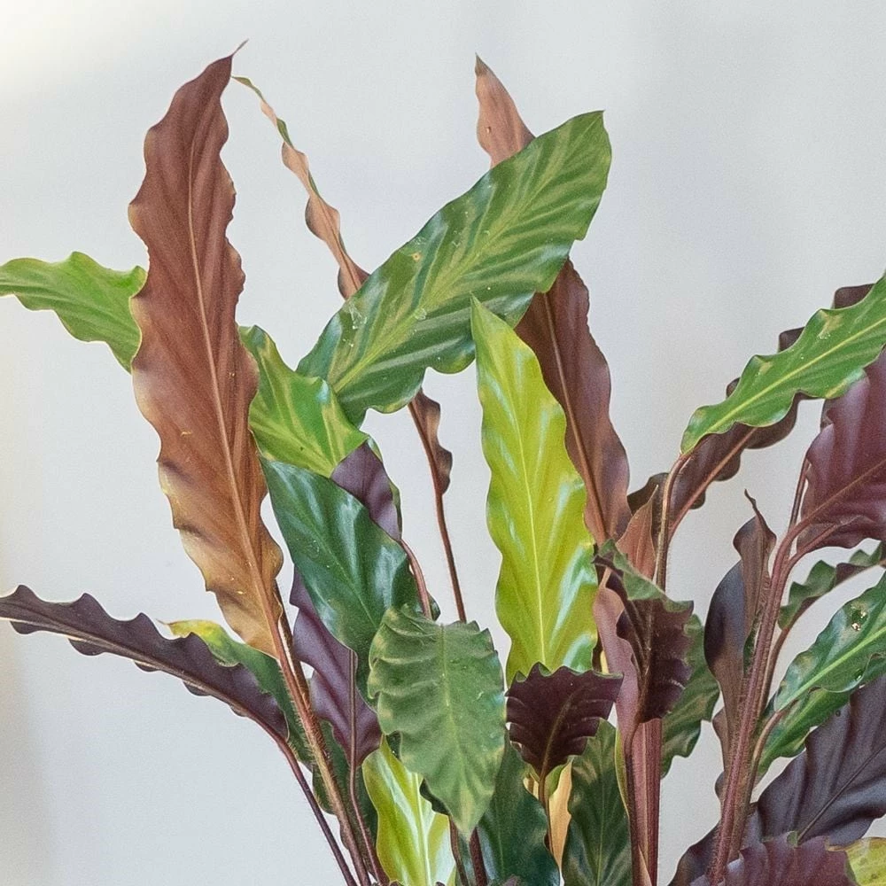 Goeppertia Rufibarba 4 Goeppertia Rufibarba - Image 2