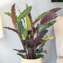 Goeppertia Rufibarba 7 Goeppertia Rufibarba -plant store pl2000043281 card3 lg