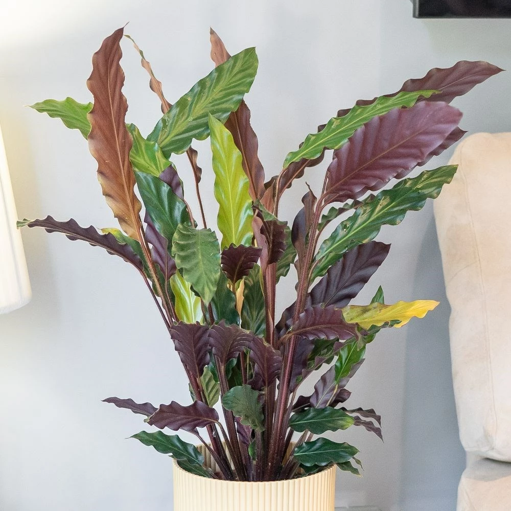 Goeppertia Rufibarba 5 Goeppertia Rufibarba - Image 3