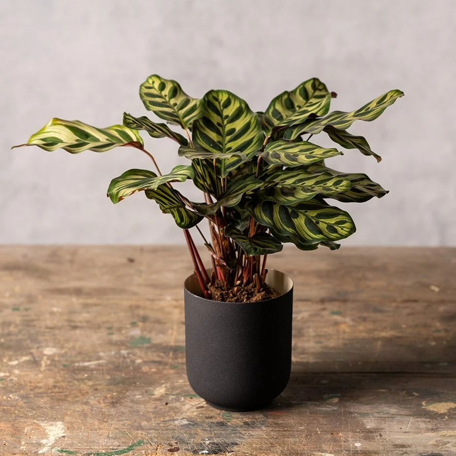 Goeppertia Makoyana 3 Goeppertia Makoyana