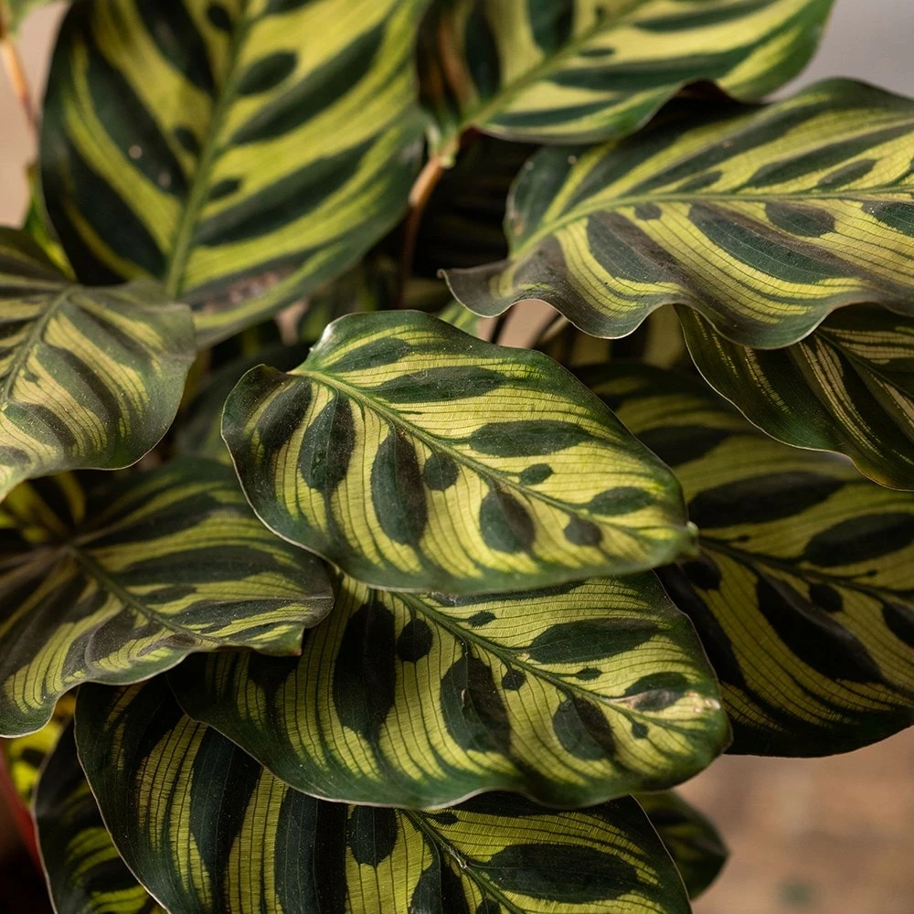 Goeppertia Makoyana 4 Goeppertia Makoyana - Image 2