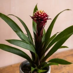 Guzmania Lingulata 'Francesca' -plant store pl2000043283 card3 lg