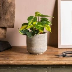 Philodendron Scandens 'Brasil'