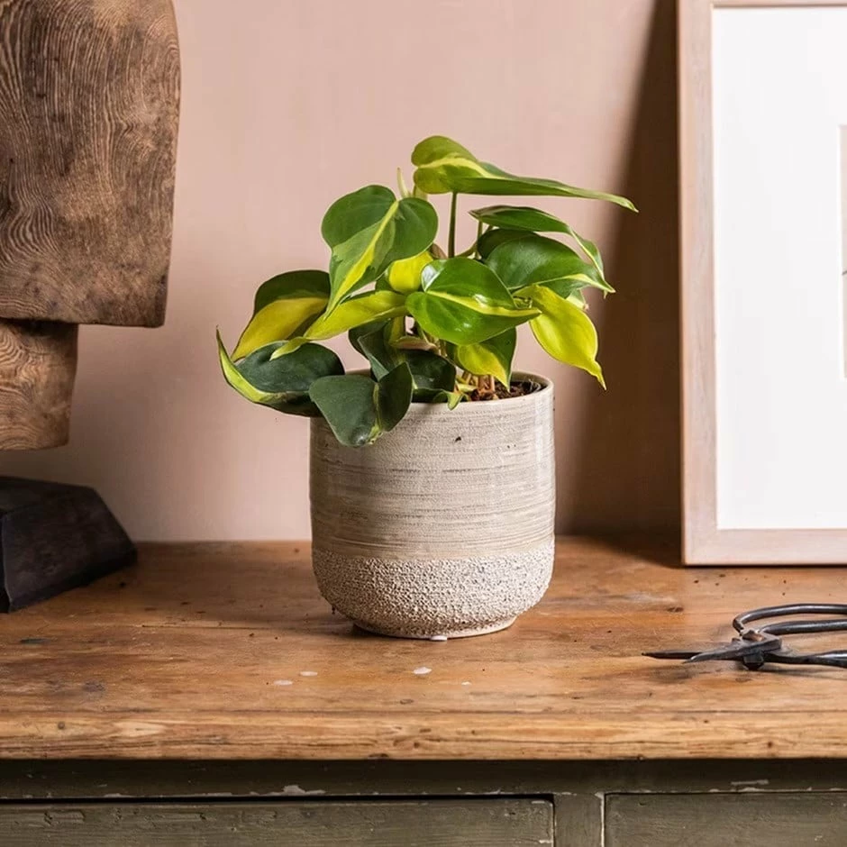 Philodendron Scandens 'Brasil' 3 Philodendron Scandens 'Brasil'