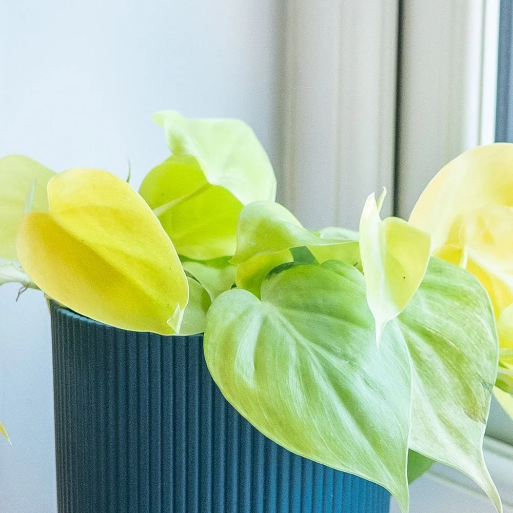 Philodendron Scandens 'Micans Lime' 4 Philodendron Scandens 'Micans Lime' - Image 2