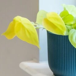 Philodendron Scandens 'Micans Lime' 7 Philodendron Scandens 'Micans Lime' -plant store pl2000043289 card3 lg