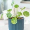 Pilea Peperomioides Mojito ('Mospilmoj') (PBR) -plant store pl2000043292