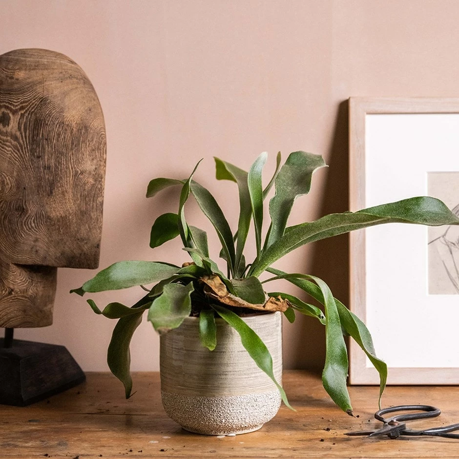 Platycerium Bifurcatum 3 Platycerium Bifurcatum