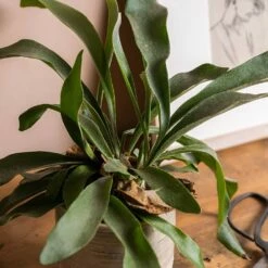 Platycerium Bifurcatum 11 Platycerium Bifurcatum -plant store pl2000043293 card5 lg