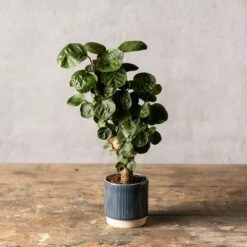 Polyscias 'Fabian' -plant store pl2000043294 card3 lg