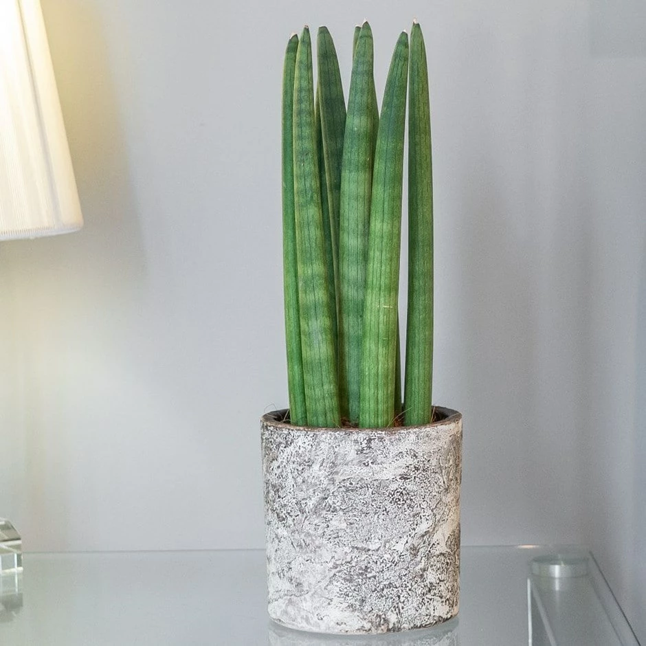 Sansevieria Cylindrica 'Straight' 3 Sansevieria Cylindrica 'Straight'