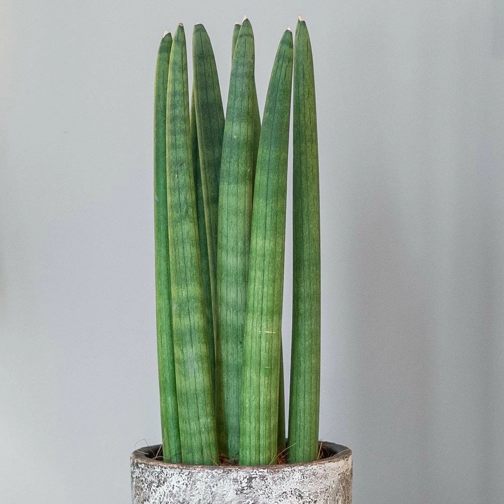 Sansevieria Cylindrica 'Straight' 4 Sansevieria Cylindrica 'Straight' - Image 2