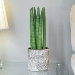 Sansevieria Cylindrica 'Straight' 7 Sansevieria Cylindrica 'Straight' -plant store pl2000043297 card3 lg