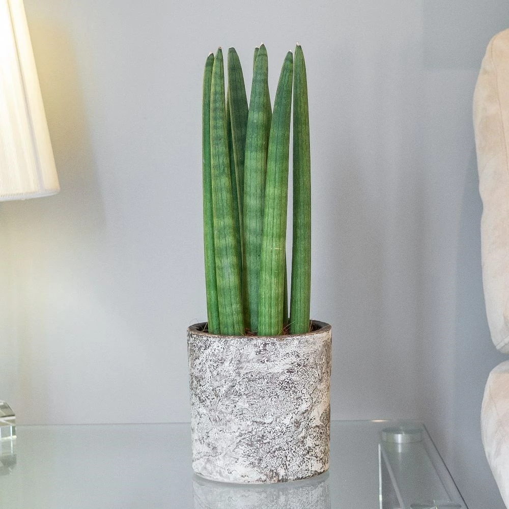 Sansevieria Cylindrica 'Straight' 5 Sansevieria Cylindrica 'Straight' - Image 3