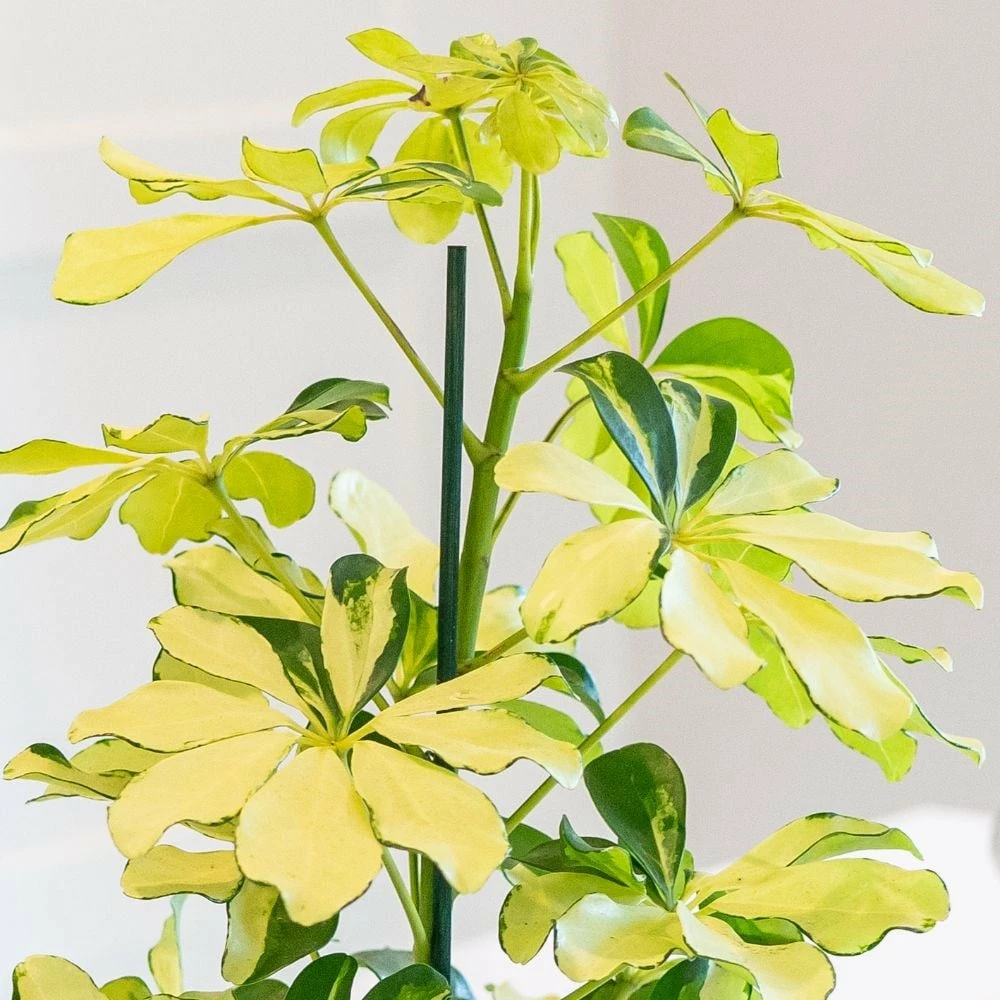 Schefflera Arboricola 'Melanie' 4 Schefflera Arboricola 'Melanie' - Image 2