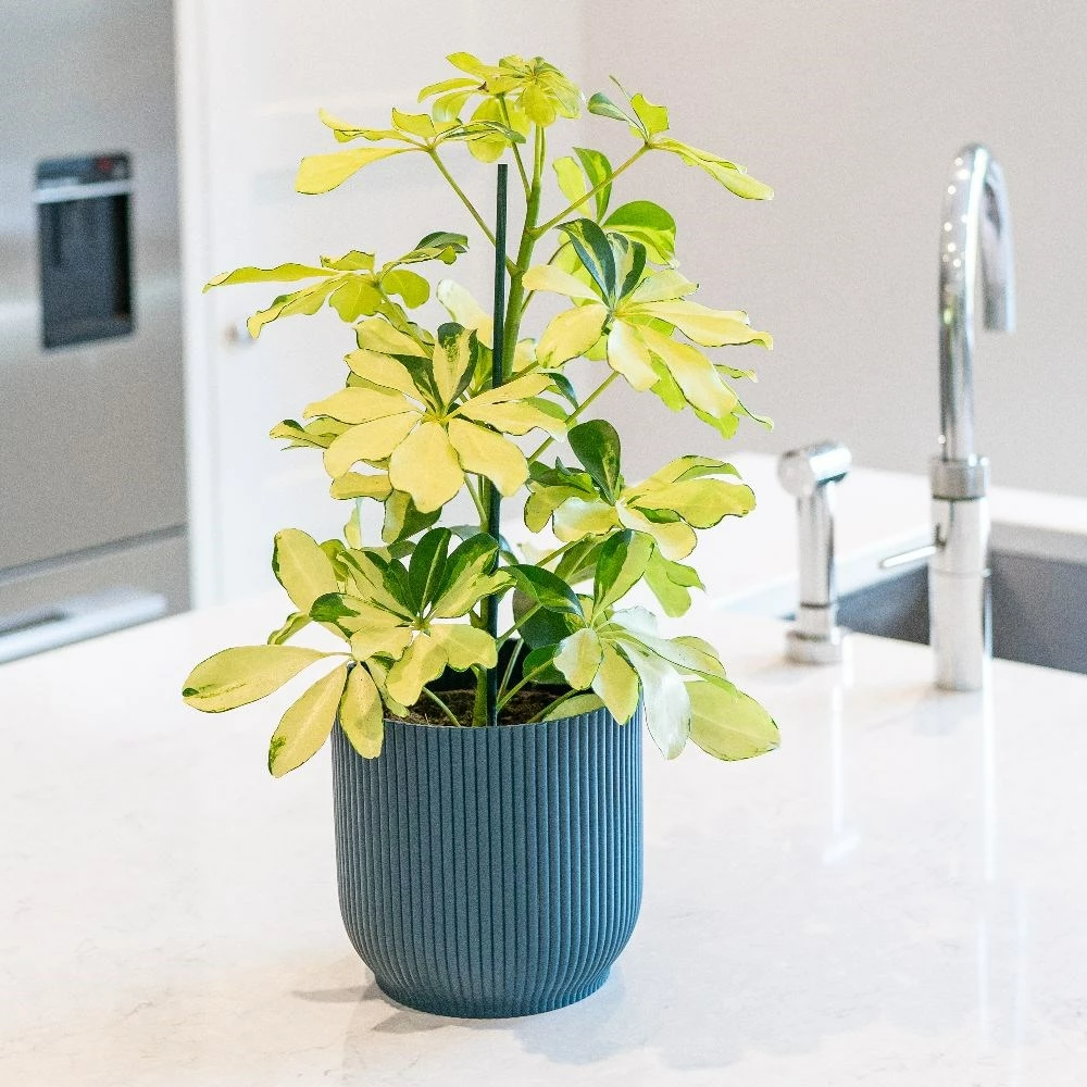 Schefflera Arboricola 'Melanie' 5 Schefflera Arboricola 'Melanie' - Image 3